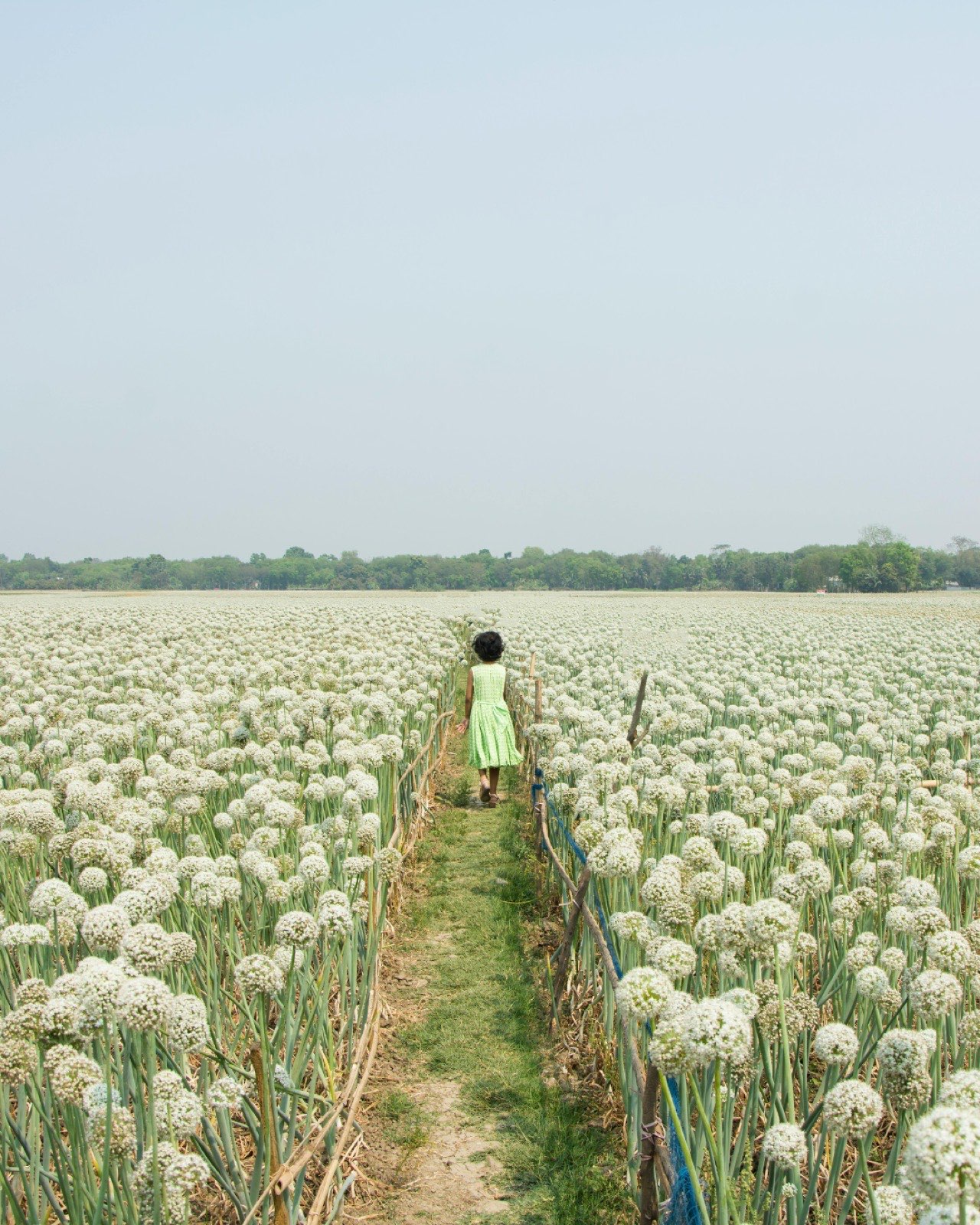 A girl walking a path through a field of white flowers, symbolizing a new path forward